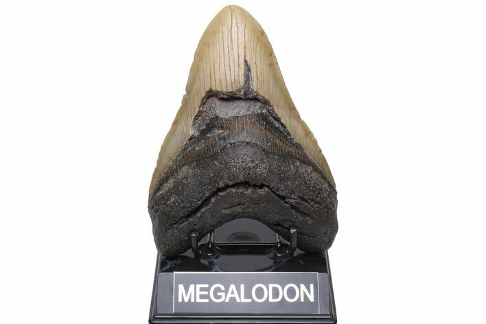 Huge, Fossil Megalodon Tooth - North Carolina #235524
